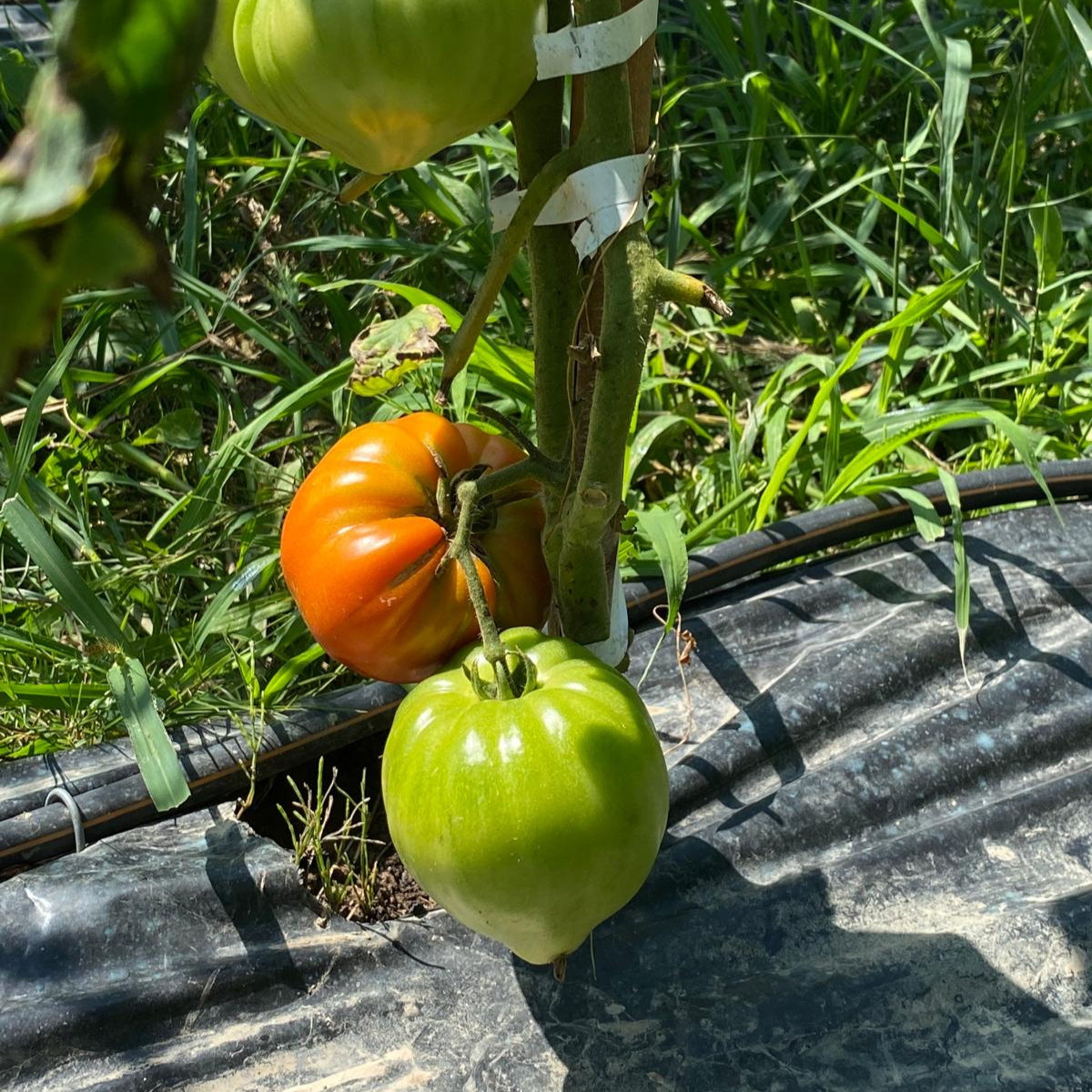 pomodori cuor di bue