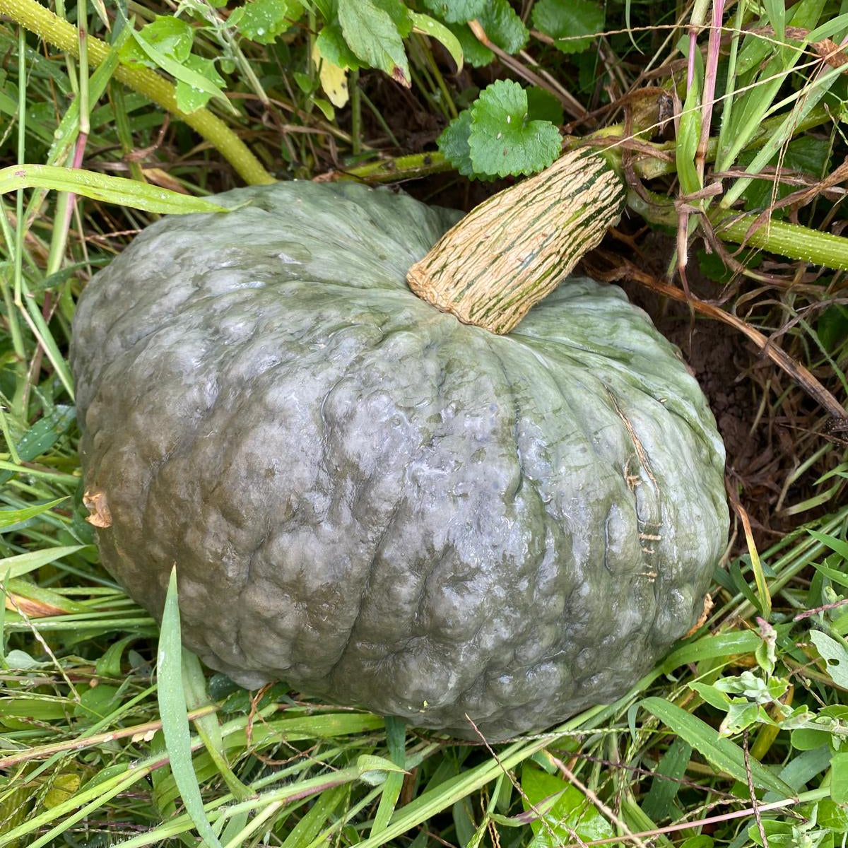 zucca chioggia