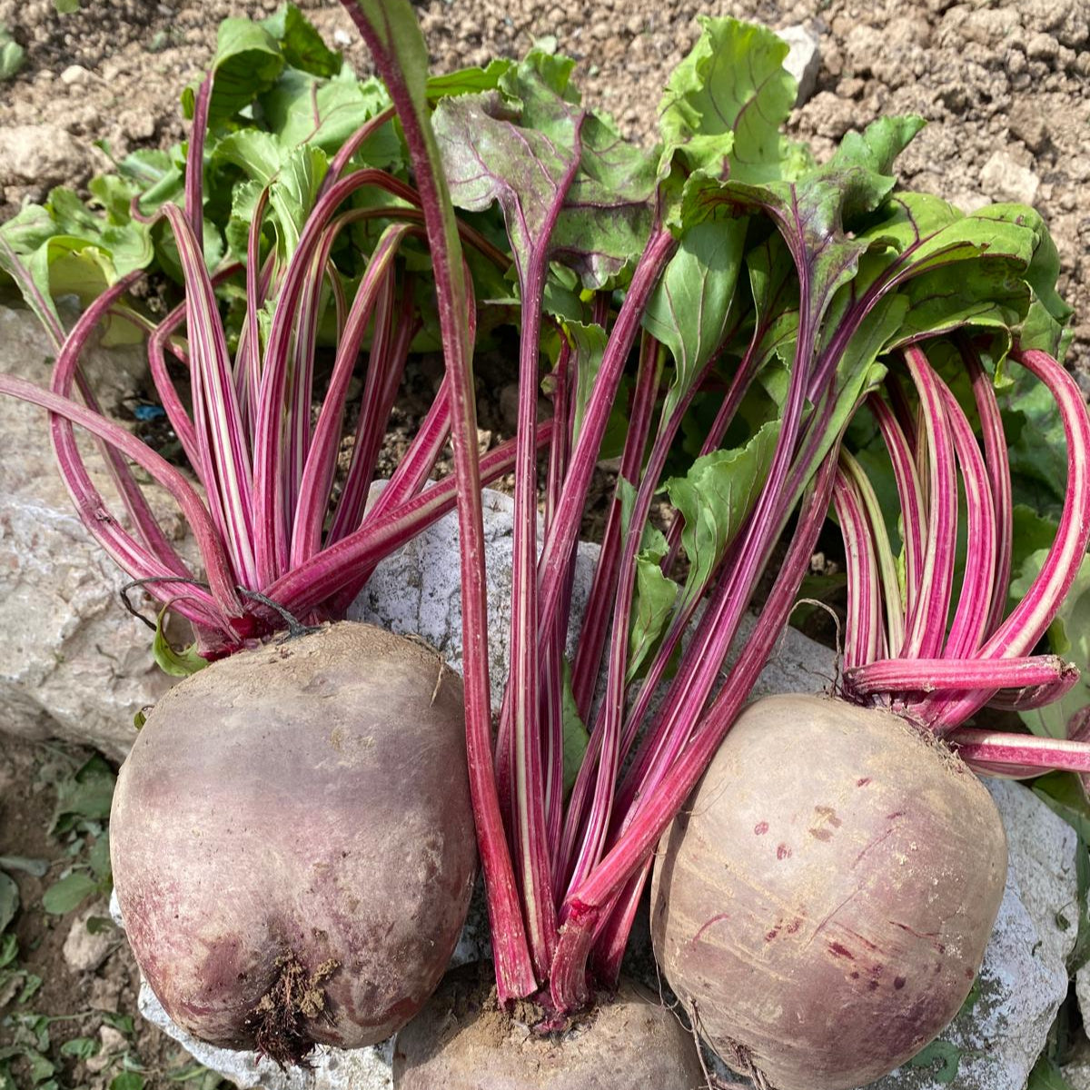 rape rosse (barbabietole rosse)