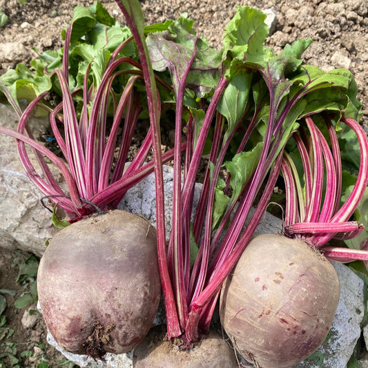 rape rosse (barbabietole rosse)