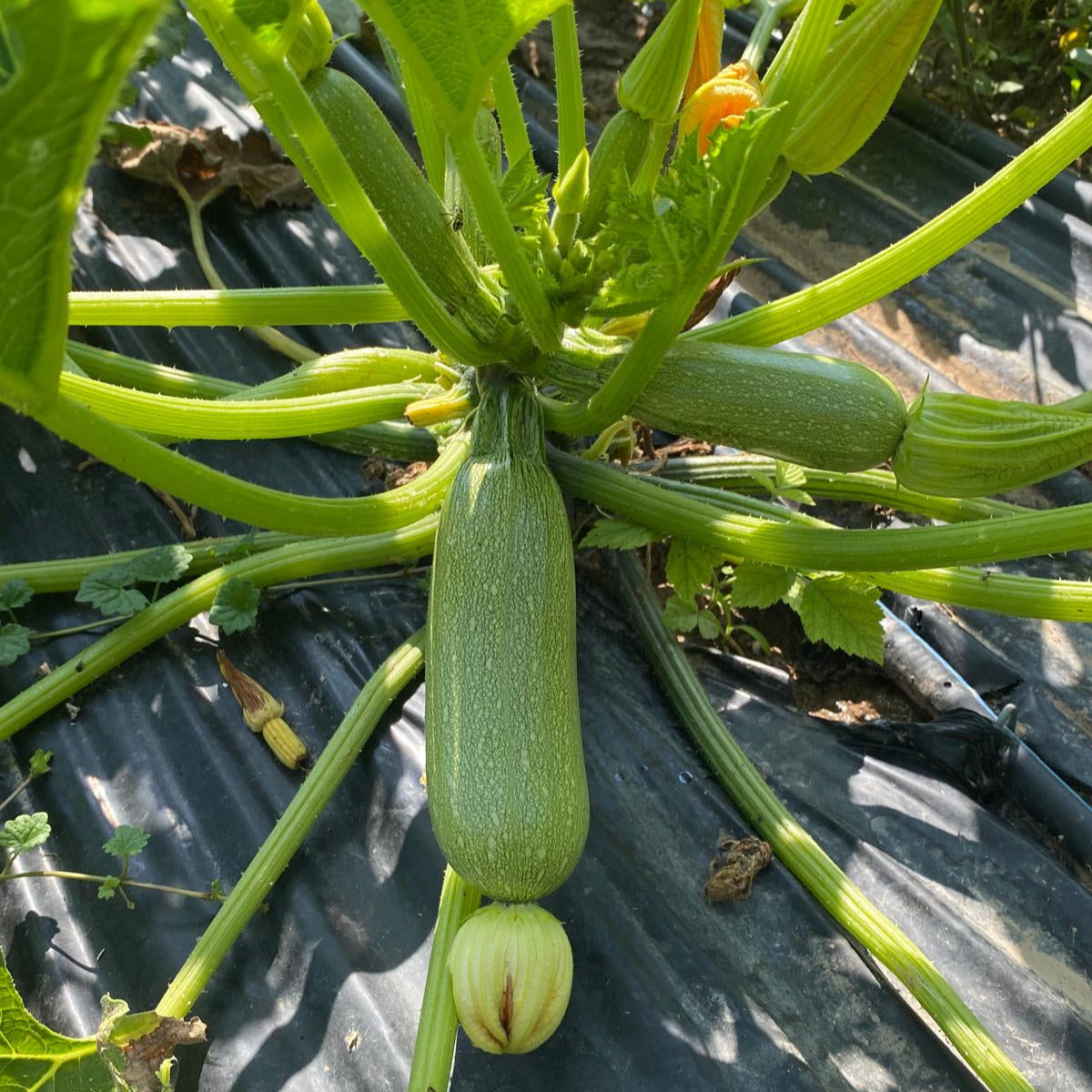 zucchine chiare
