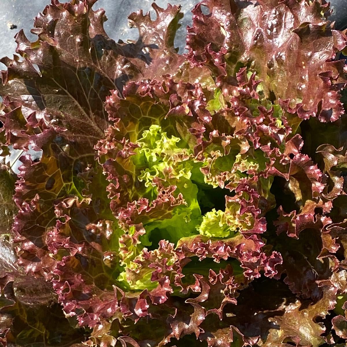 caspo d'insalata trentina