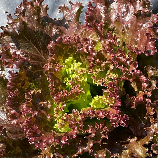 caspo d'insalata trentina