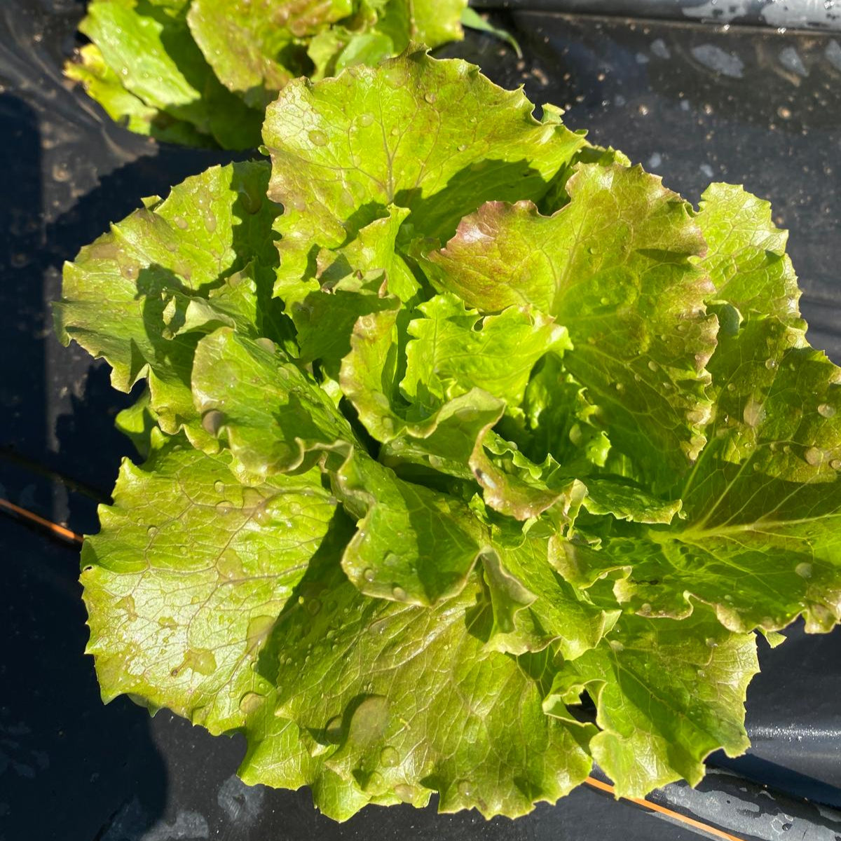 caspo d'insalata canasta