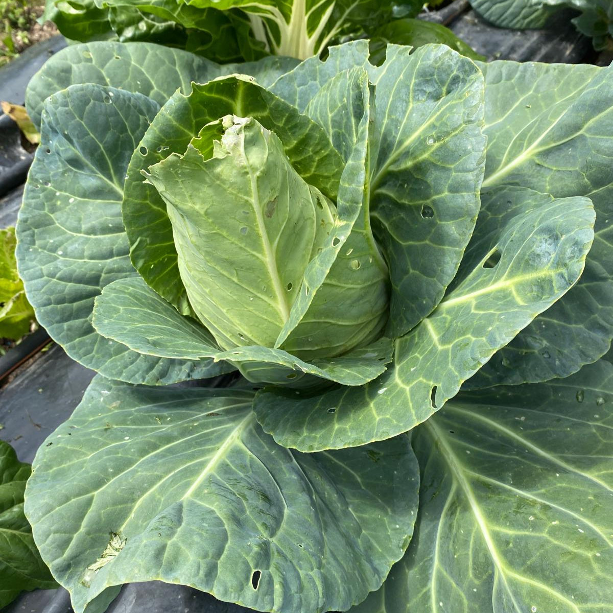 cavolo cappuccio cuor di bue