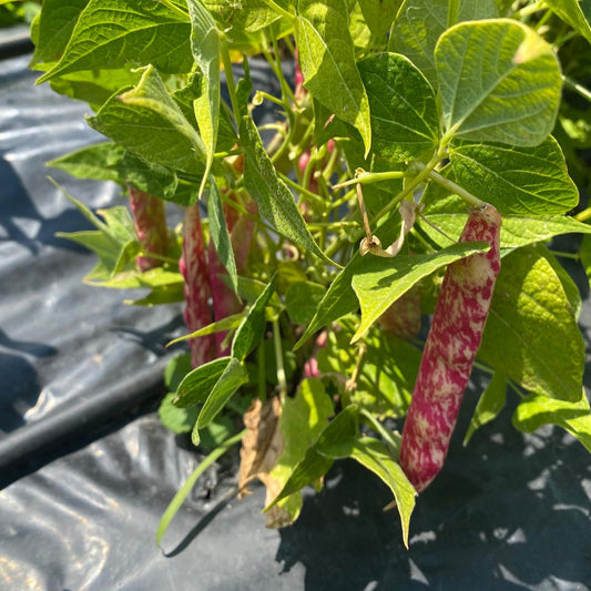 fagioli borlotti freschi